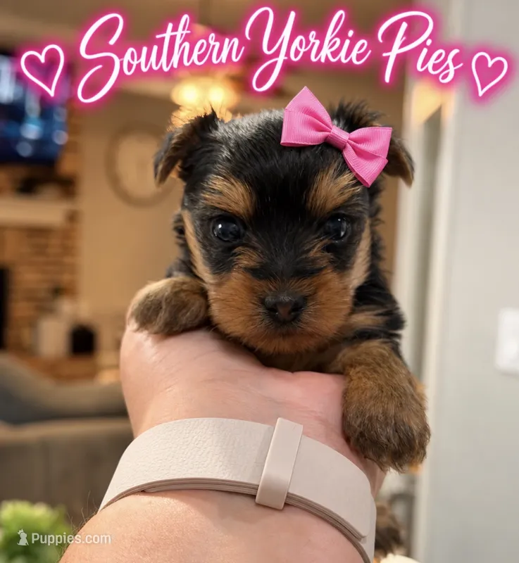 Stella  – Yorkshire Terrier puppy for sale in Midland, TX