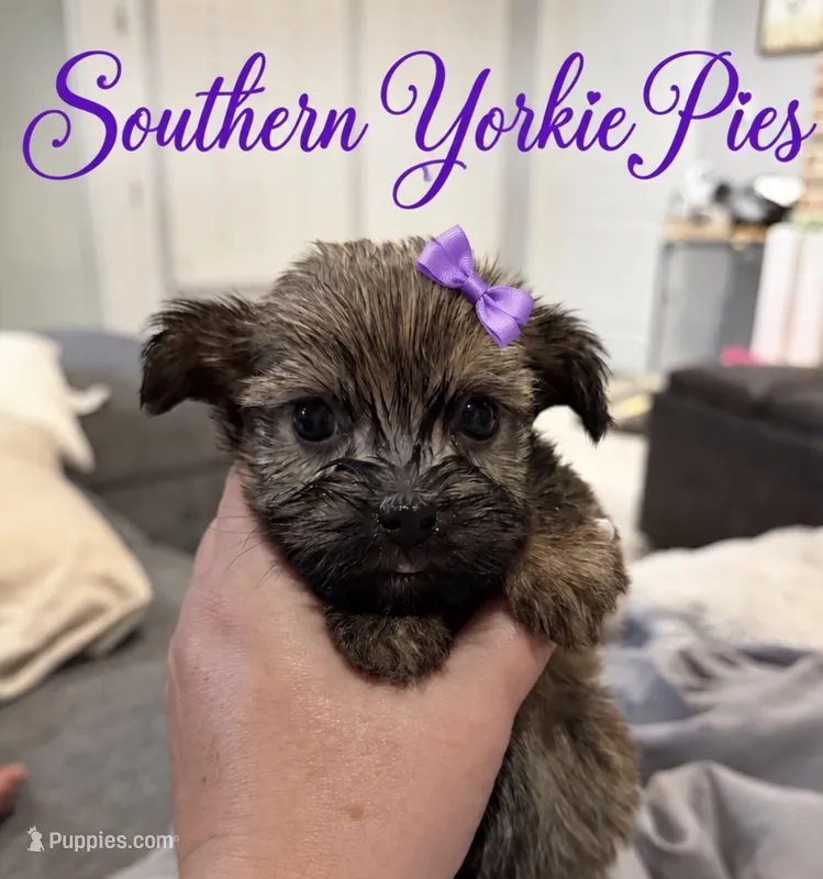 Pixie – Shorkie puppy for sale in Midland, TX