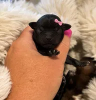 Twinkle, a female Shorkie for sale in Midland, TX – 1 of 1