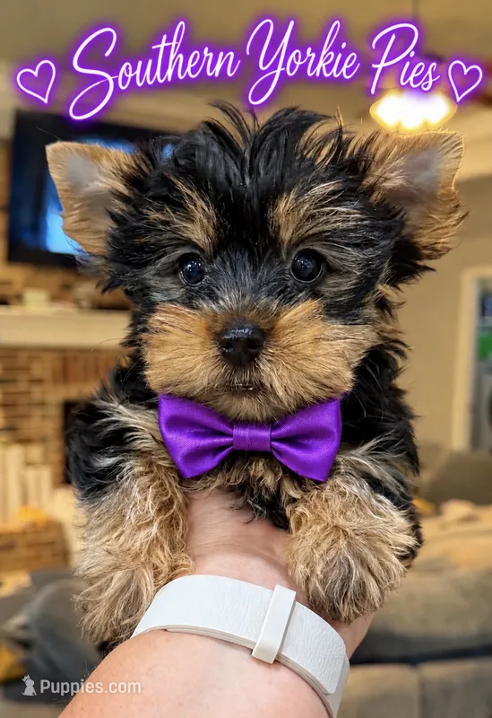 Theo – Yorkshire Terrier puppy for sale in Midland, TX