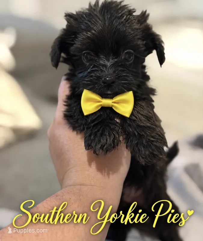 Yeti – Shorkie puppy for sale in Midland, TX