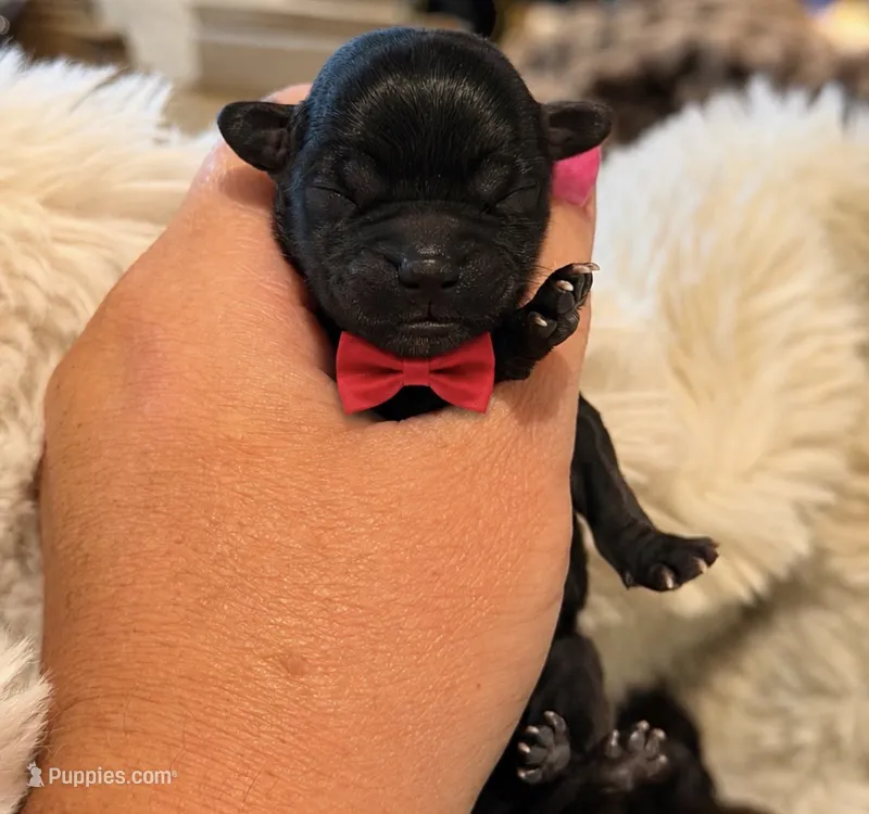 Yeti – Shorkie puppy for sale in Midland, TX