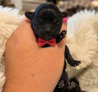 Yeti, a male Shorkie for sale in Midland, TX – 1 of 1