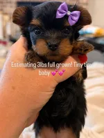 Beauty, a female Yorkshire Terrier for sale in Midland, TX – 1 of 1