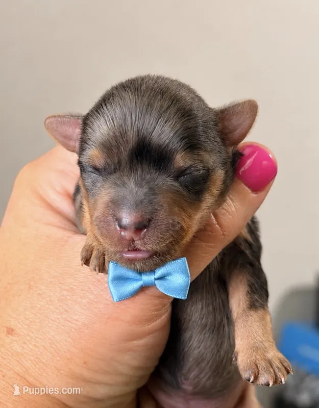 Phenox – Yorkshire Terrier puppy for sale in Midland, TX