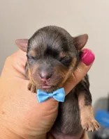 Phenox, a male Yorkshire Terrier for sale in Midland, TX – 1 of 1