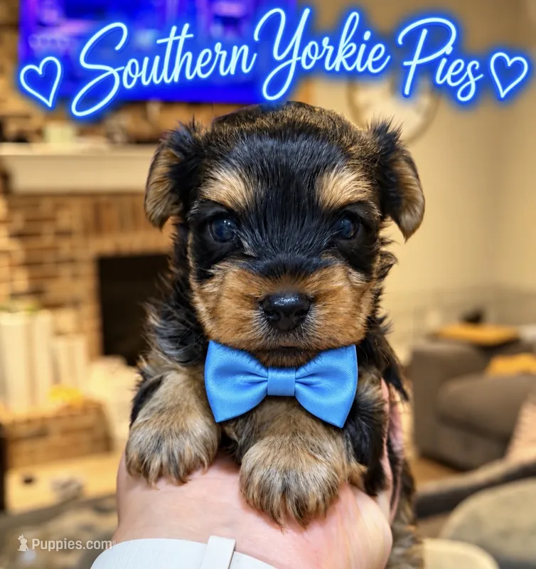Bentley  – Yorkshire Terrier puppy on hold in Midland, TX