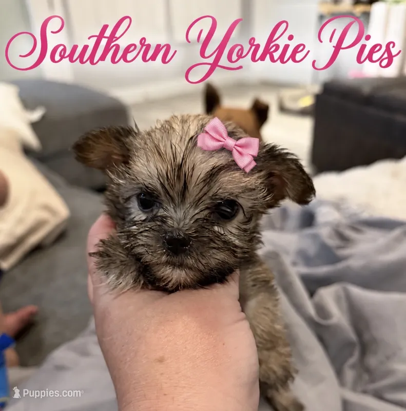 Star – Shorkie puppy for sale in Midland, TX