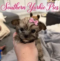 Star, a female Shorkie for sale in Midland, TX – 1 of 2
