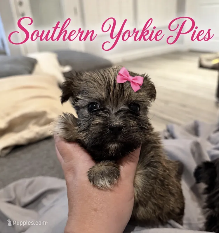 Trixie – Shorkie puppy for sale in Midland, TX