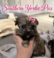 Trixie, a female Shorkie for sale in Midland, TX – 1 of 2
