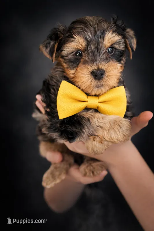 Logan – Yorkshire Terrier puppy for sale in Midland, TX