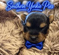 Bentley , a male Yorkshire Terrier for sale in Midland, TX – 1 of 1