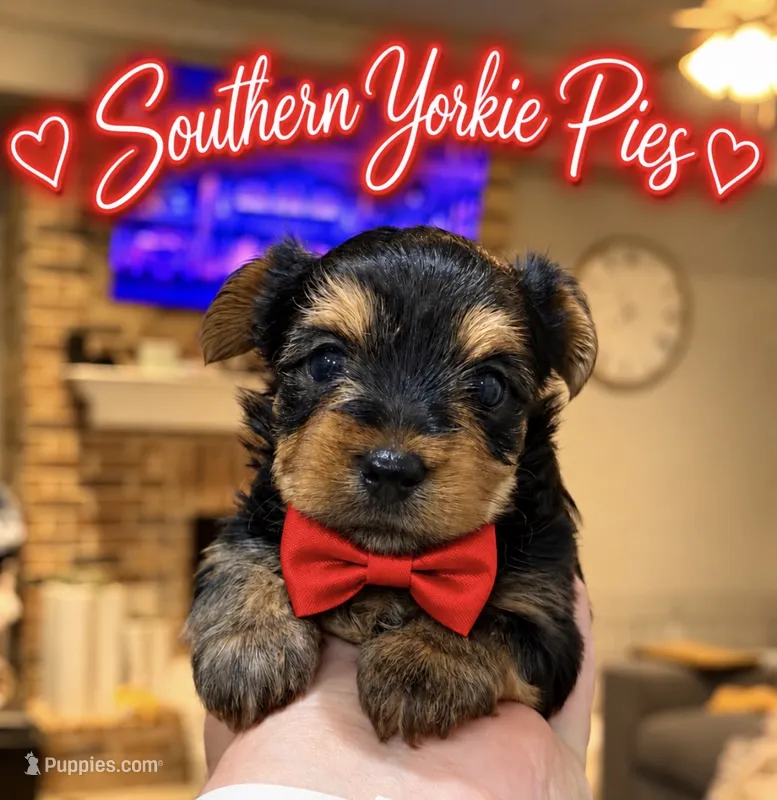 Rinn  – Yorkshire Terrier puppy for sale in Midland, TX
