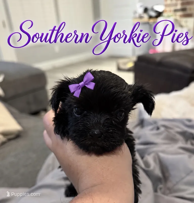 Twinkle – Shorkie puppy for sale in Midland, TX