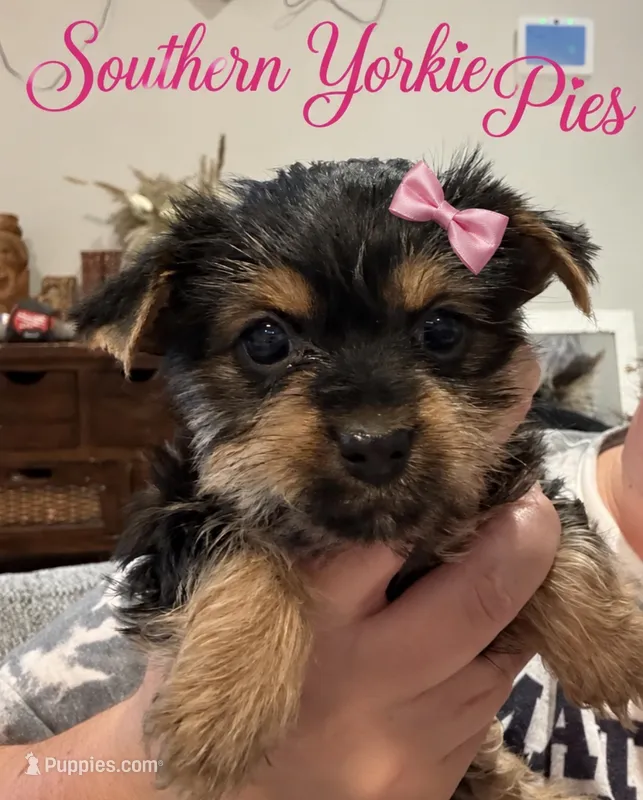 Starla – Yorkshire Terrier puppy on hold in Midland, TX