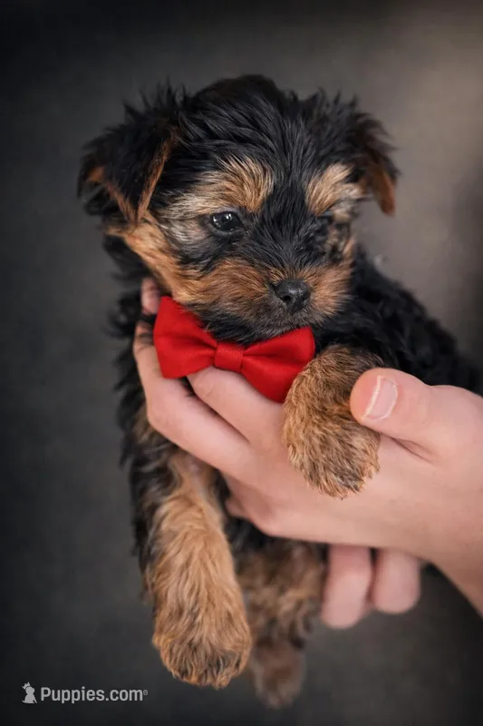 Alfie – Yorkshire Terrier puppy for sale in Midland, TX