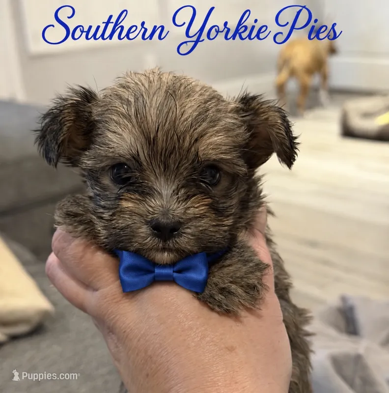Artic – Shorkie puppy for sale in Midland, TX