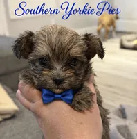Artic, a male Shorkie for sale in Midland, TX – 1 of 2