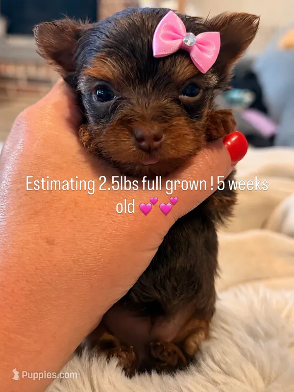 Coco – Yorkshire Terrier puppy on hold in Midland, TX