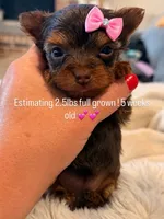 Coco, a female Yorkshire Terrier for sale in Midland, TX – 1 of 1