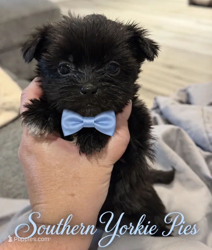 Igloo – Shorkie puppy for sale in Midland, TX