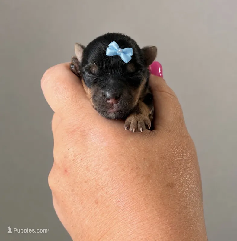 Starla – Yorkshire Terrier puppy for sale in Midland, TX