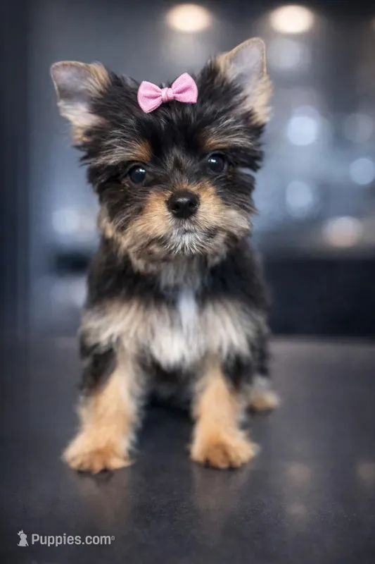 Honey  – Yorkshire Terrier puppy for sale in Midland, TX