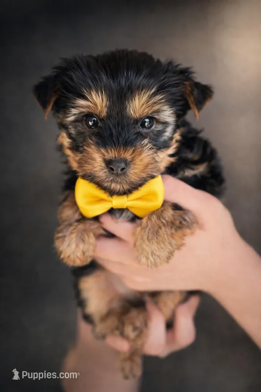 Theo – Yorkshire Terrier puppy for sale in Midland, TX