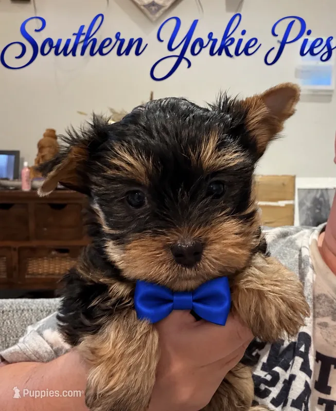 Theo – Yorkshire Terrier puppy for sale in Midland, TX