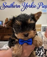 Theo, a male Yorkshire Terrier for sale in Midland, TX – 1 of 1