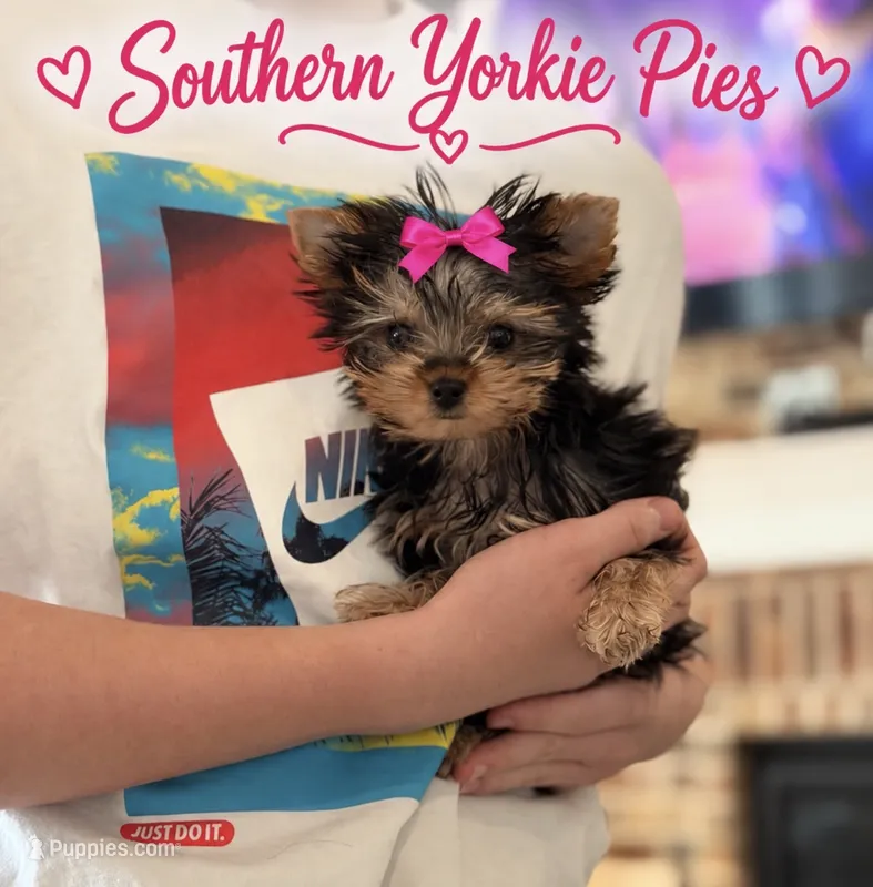 Beauty – Yorkshire Terrier puppy for sale in Midland, TX