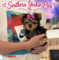 Beauty, a female Yorkshire Terrier for sale in Midland, TX – 1 of 2