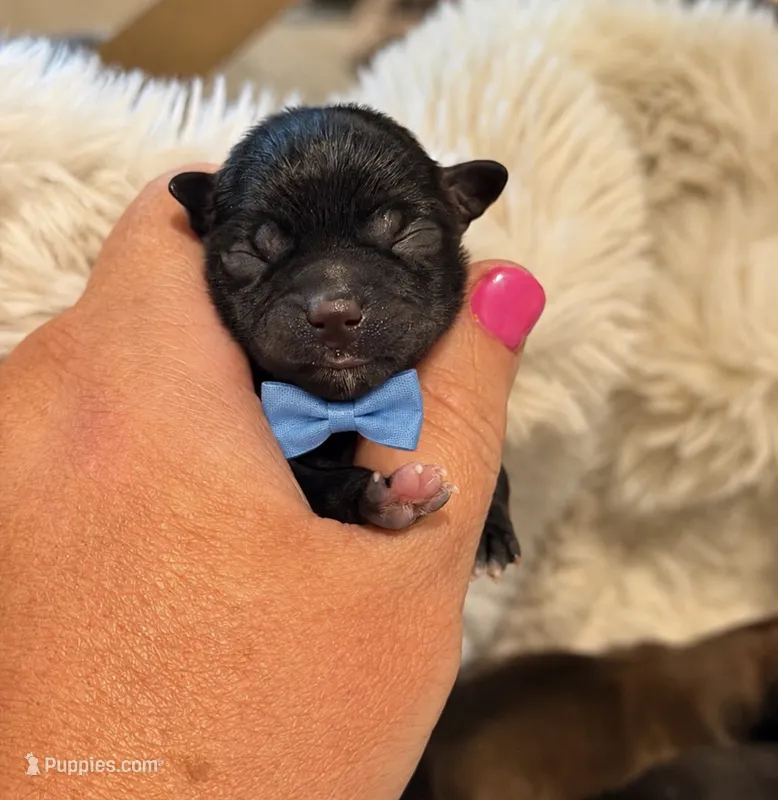 Igloo – Shorkie puppy for sale in Midland, TX