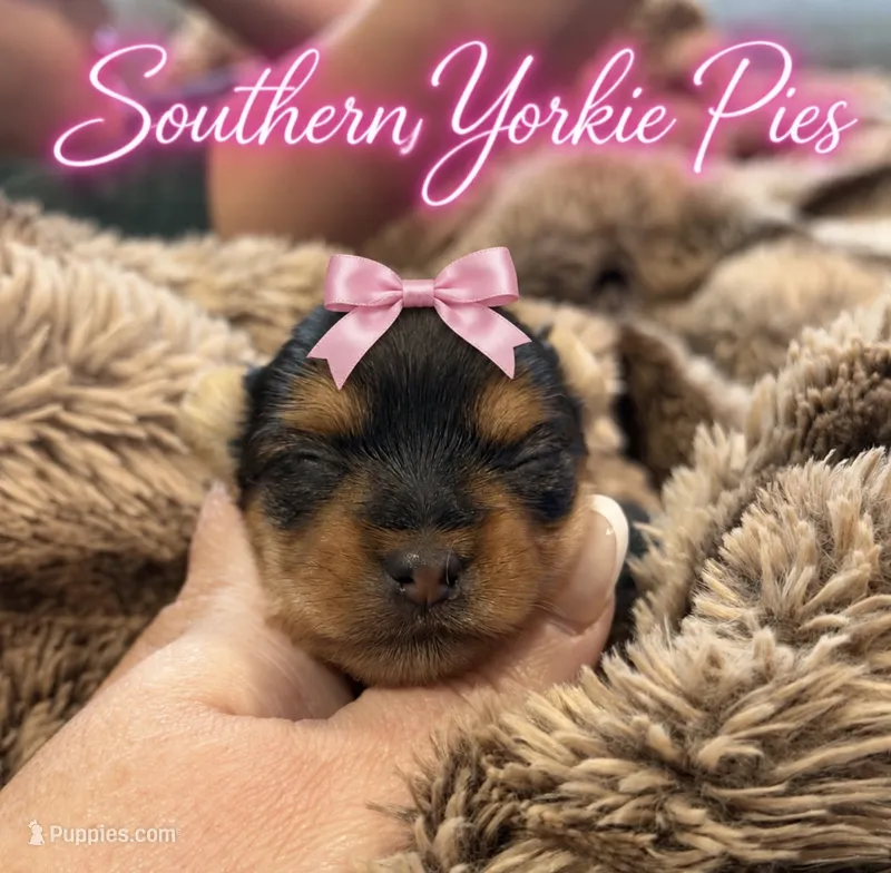 Stella  – Yorkshire Terrier puppy for sale in Midland, TX