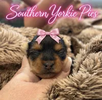 Stella , a female Yorkshire Terrier for sale in Midland, TX – 1 of 1