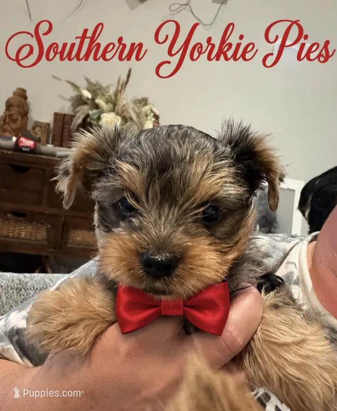 Phenox – Yorkshire Terrier puppy on hold in Midland, TX