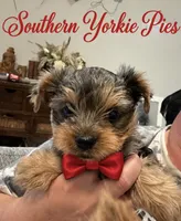 Phenox, a male Yorkshire Terrier for sale in Midland, TX – 1 of 2