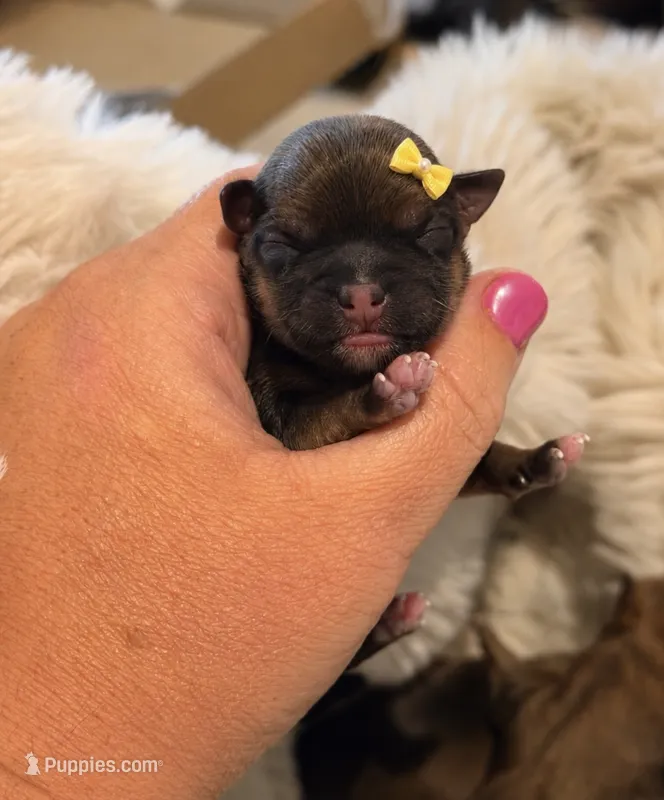 Star – Shorkie puppy for sale in Midland, TX