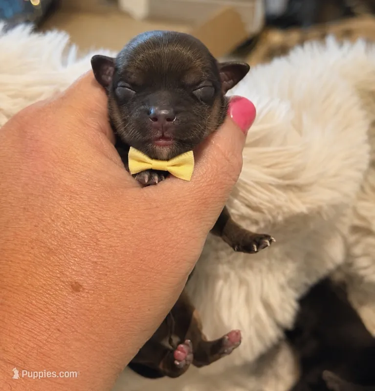 Artic – Shorkie puppy for sale in Midland, TX