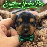 Rinn , a male Yorkshire Terrier for sale in Midland, TX – 1 of 1