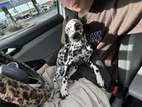 Moon, a female Dalmatian for sale in Las Vegas, NV – Photo 4 of 5