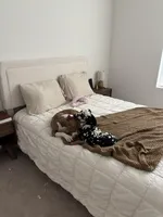 Moon, a female Dalmatian for sale in Las Vegas, NV – Photo 5 of 5