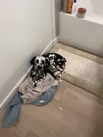 Moon, a female Dalmatian for sale in Las Vegas, NV – Photo 3 of 5