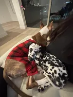 Moon, a female Dalmatian for sale in Las Vegas, NV – Photo 2 of 5