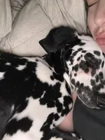 Moon, a female Dalmatian for sale in Las Vegas, NV – Photo 1 of 5