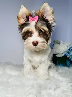 Cora, a female Yorkshire Terrier for sale in Tampa, FL – 3 of 6