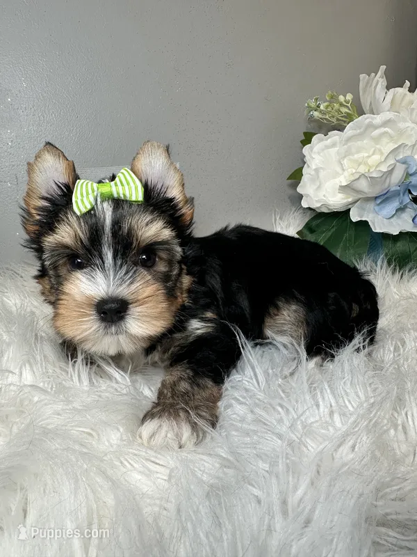 Maki – Yorkshire Terrier puppy for sale in Tampa, FL