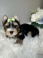 Maki, a female Yorkshire Terrier for sale in Tampa, FL – 2 of 6