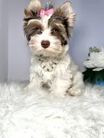 Cora, a female Yorkshire Terrier for sale in Tampa, FL – 4 of 6